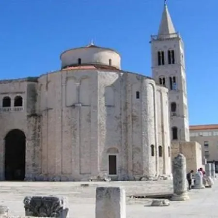 Seagull * Zadar