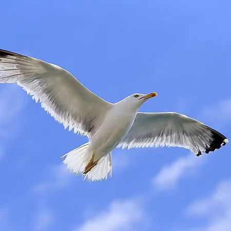 Seagull Zadar
